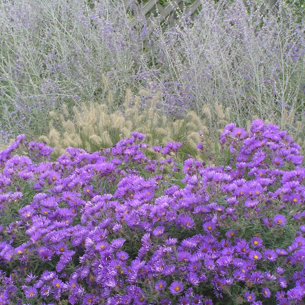 Purple Dome Aster - Image 3