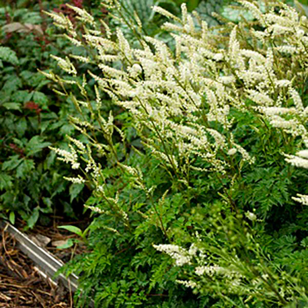 Misty Lace Dwarf Goat’s Beard
