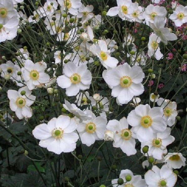 Honorine Jobert Anemone