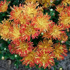 Matchstick Chrysanthemum - Image 2