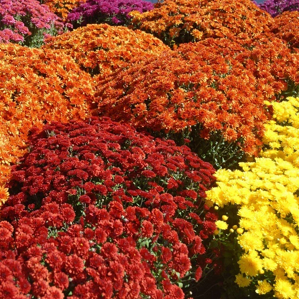 Fall Flowering Mums - Image 2