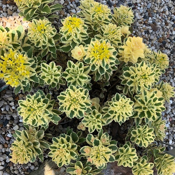 Atlantis® Sedum
