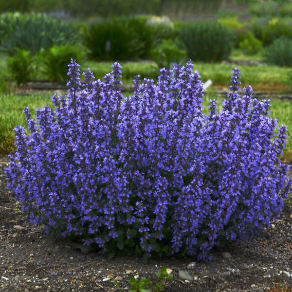 Cat's Pajamas Catmint - Image 2