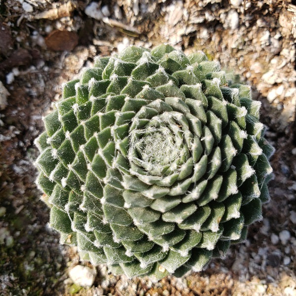 Forest Frost Hen & Chicks Succulent