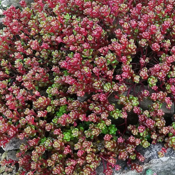 Sedum Collection - Image 3