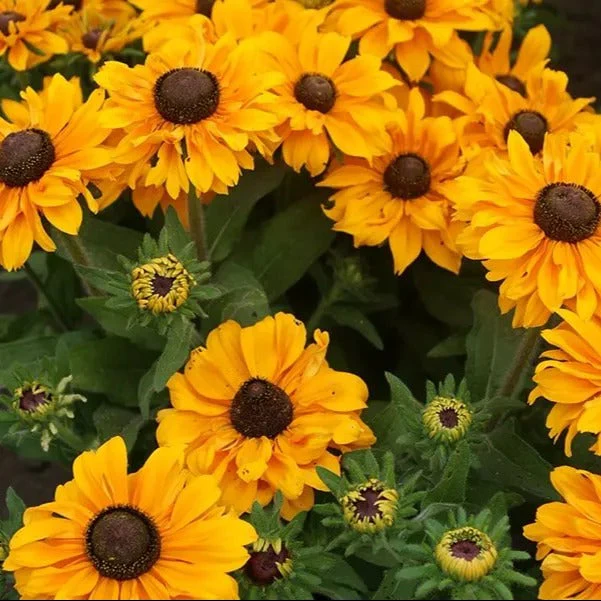 Goldilocks Black Eyed Susan
