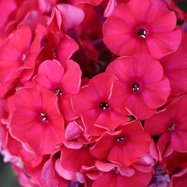 Red Riding Hood Tall Garden Phlox - Image 2