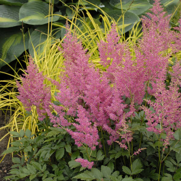 Rheinland Astilbe - Image 2