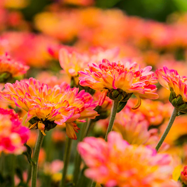 Rose Grenadine Chrysanthemum - Image 3
