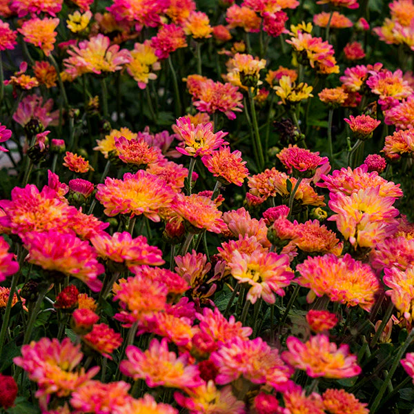 Rose Grenadine Chrysanthemum - Image 2