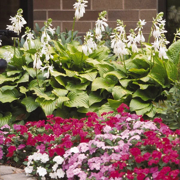 Royal Standard Hosta - Image 3