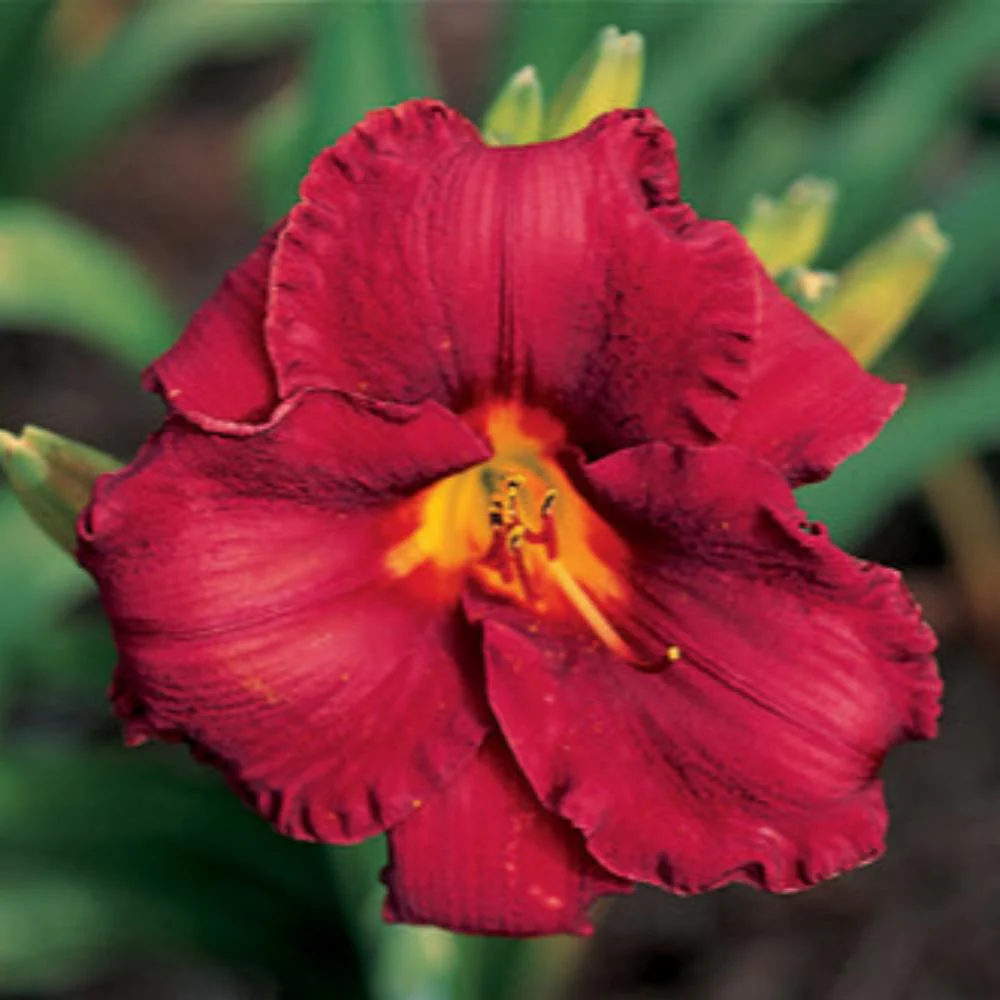 Royal Prairie Ruby Daylily