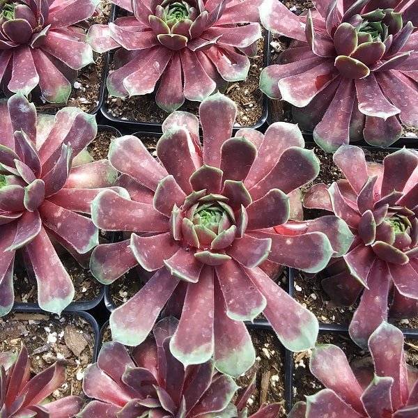 Ruby Heart Hen & Chicks Succulent - Image 3