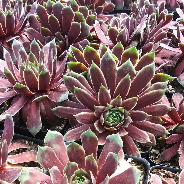 Ruby Heart Hen & Chicks Succulent - Image 2