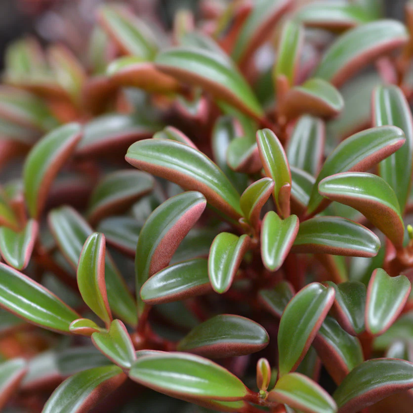 RubyGlow Peperomia
