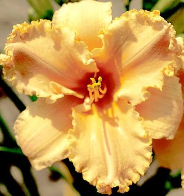 Ruffled Nectarine Sprite Daylily