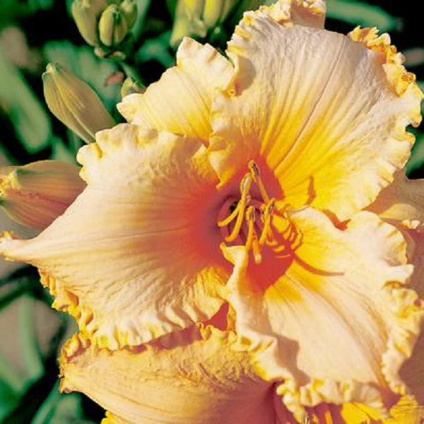 Ruffled Orange Starburst Daylily