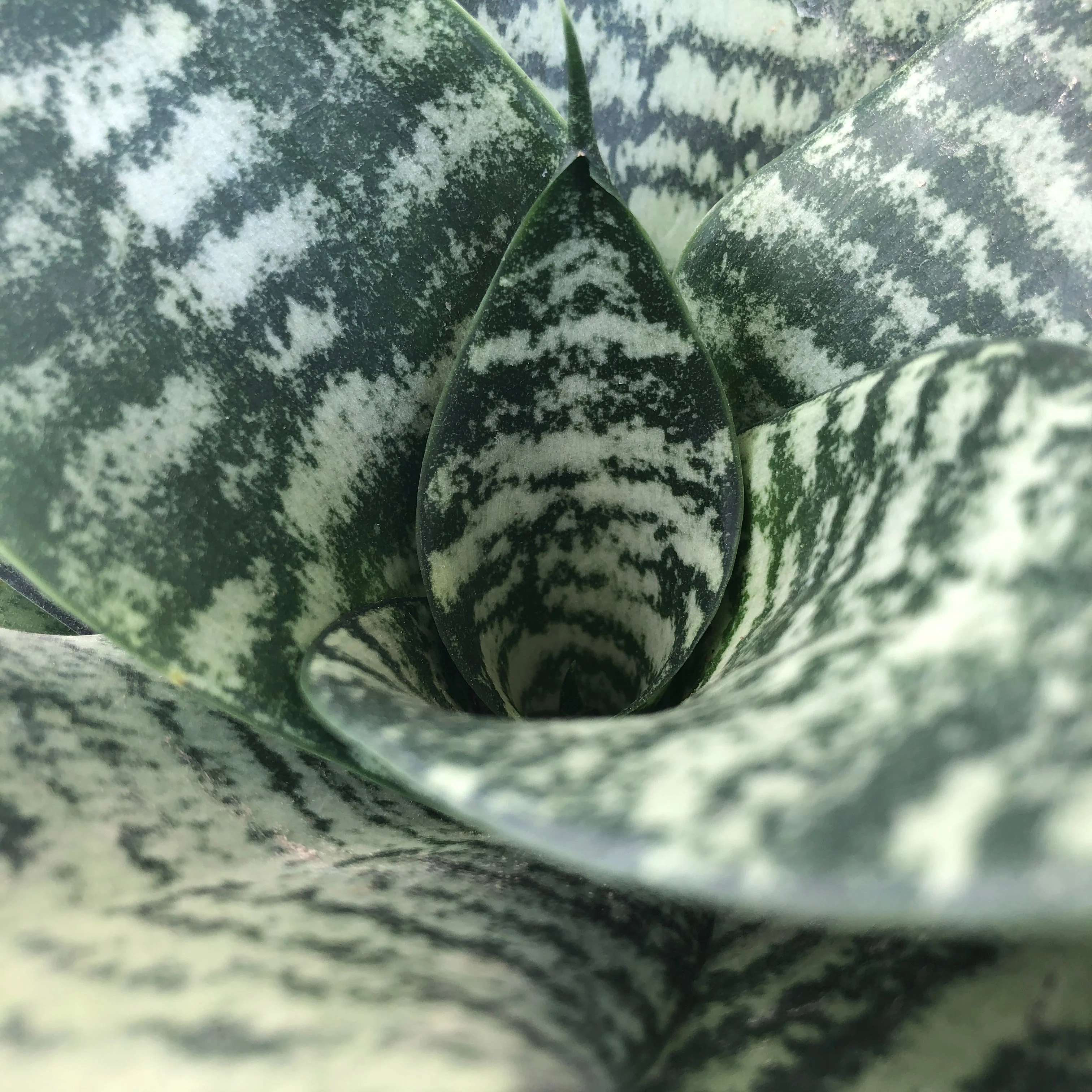 Black Coral Snake Plant - Image 2