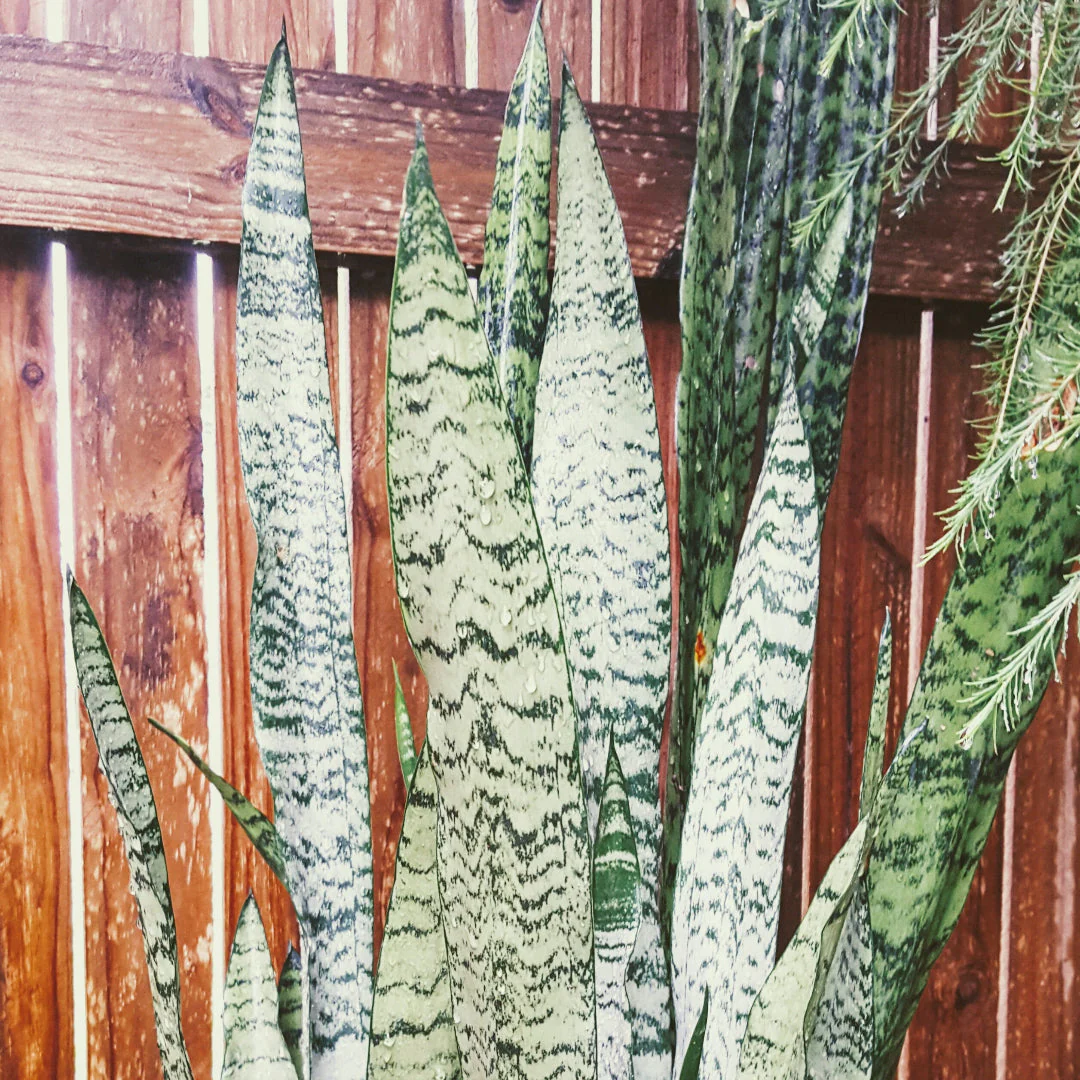 Black Coral Snake Plant