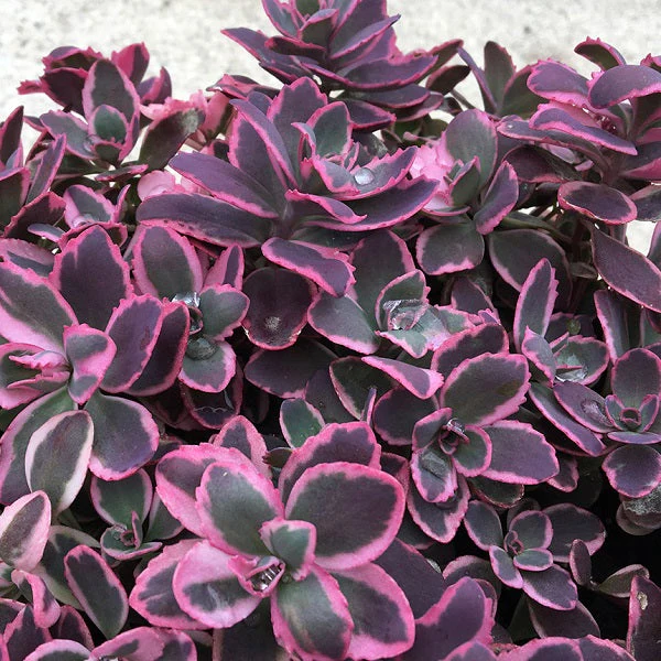 Dream Dazzler SunSparkler® Sedum