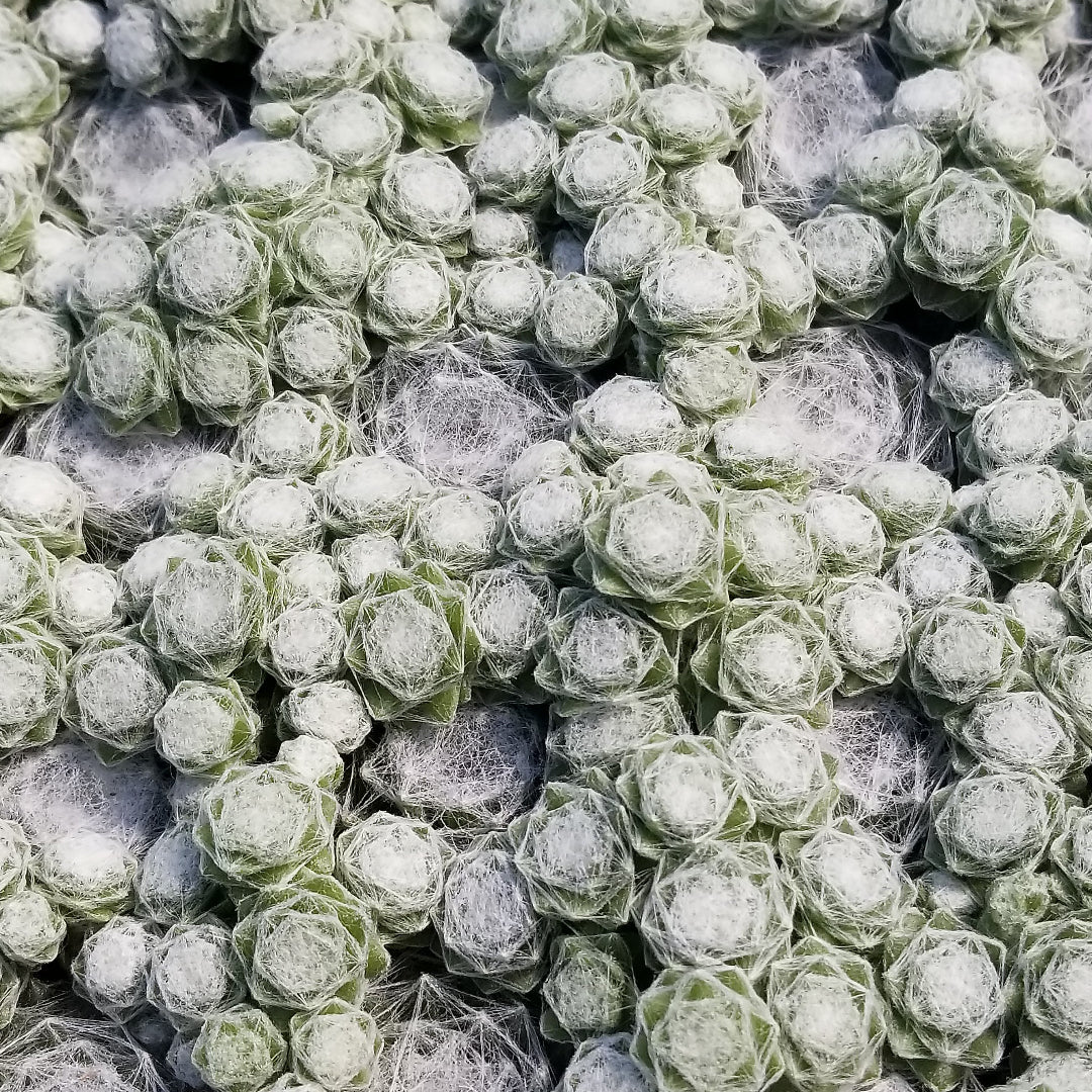 Arctic White Hen & Chicks Succulent