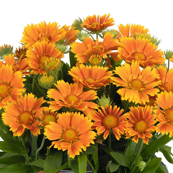 Spintop™ Mango Blanket Flower - Image 2