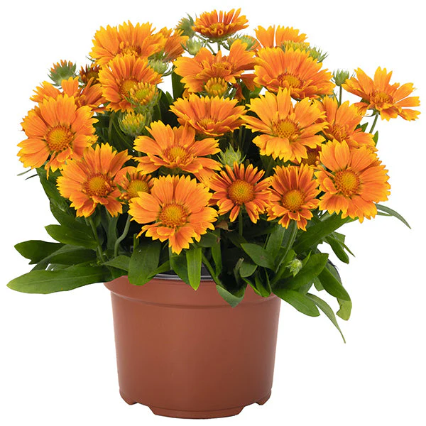 Spintop™ Mango Blanket Flower - Image 3
