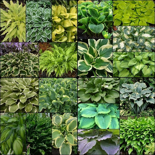 Hosta by the Handful - Image 3
