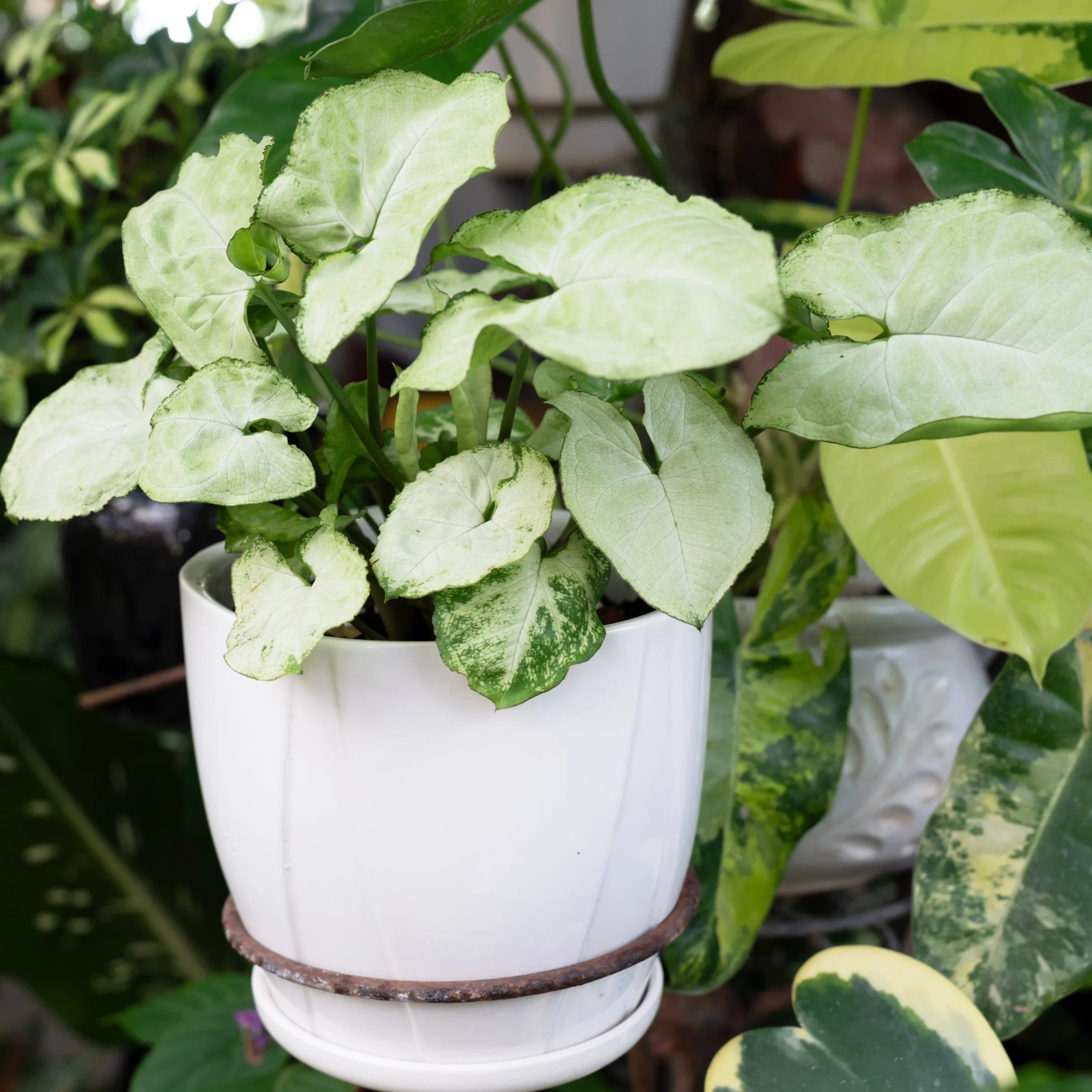 White Butterfly Arrowhead Plant