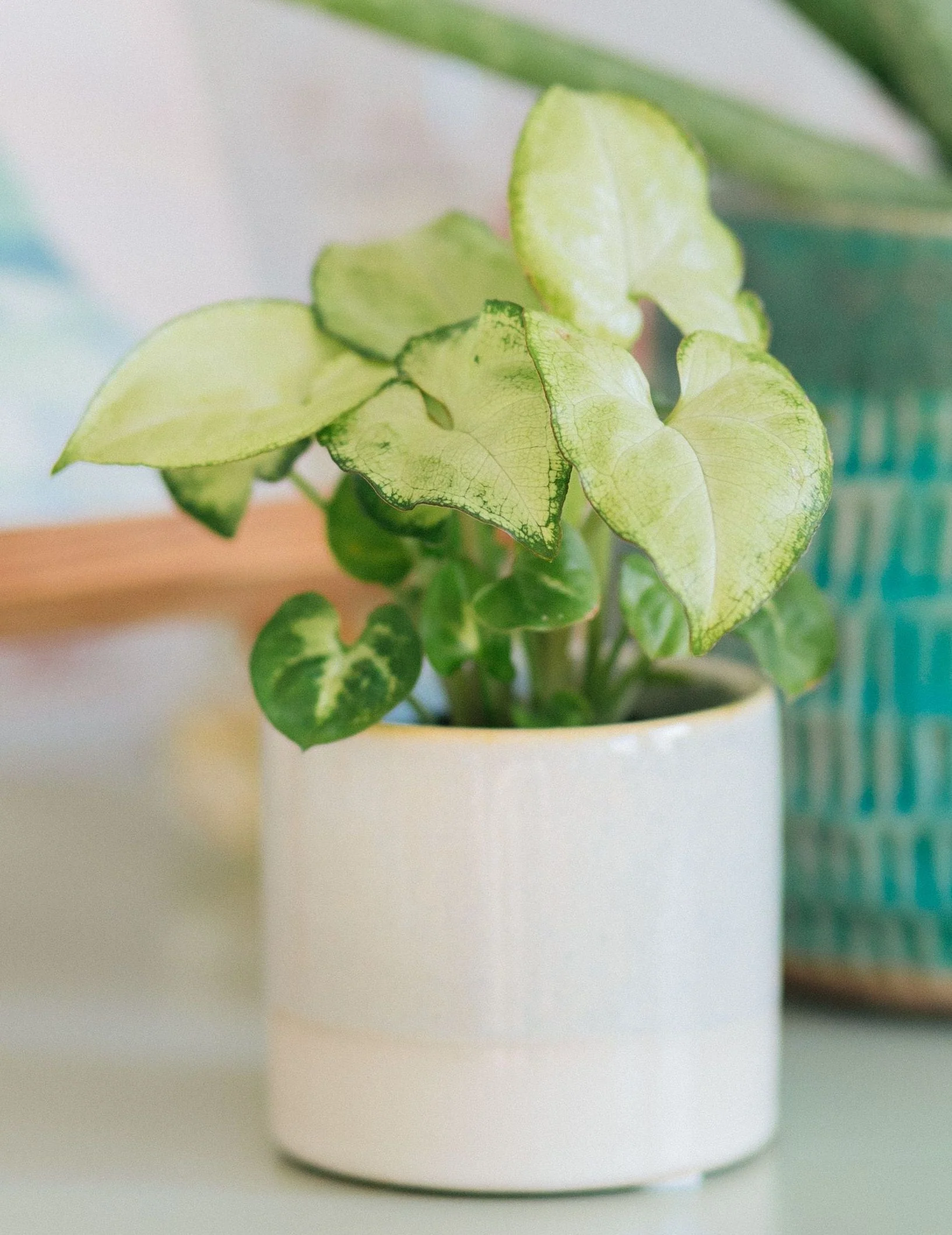 White Butterfly Arrowhead Plant - Image 2