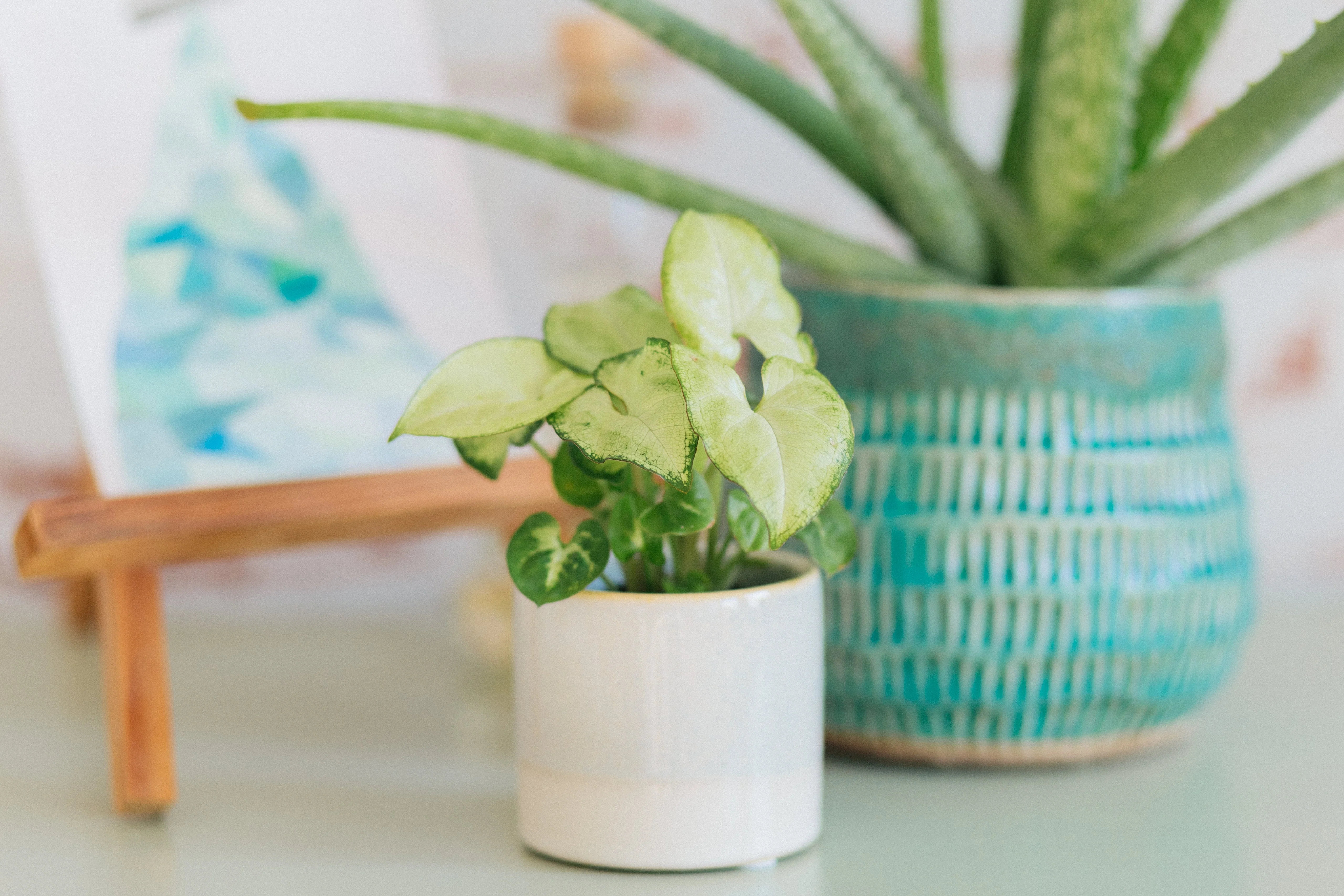 White Butterfly Arrowhead Plant - Image 3