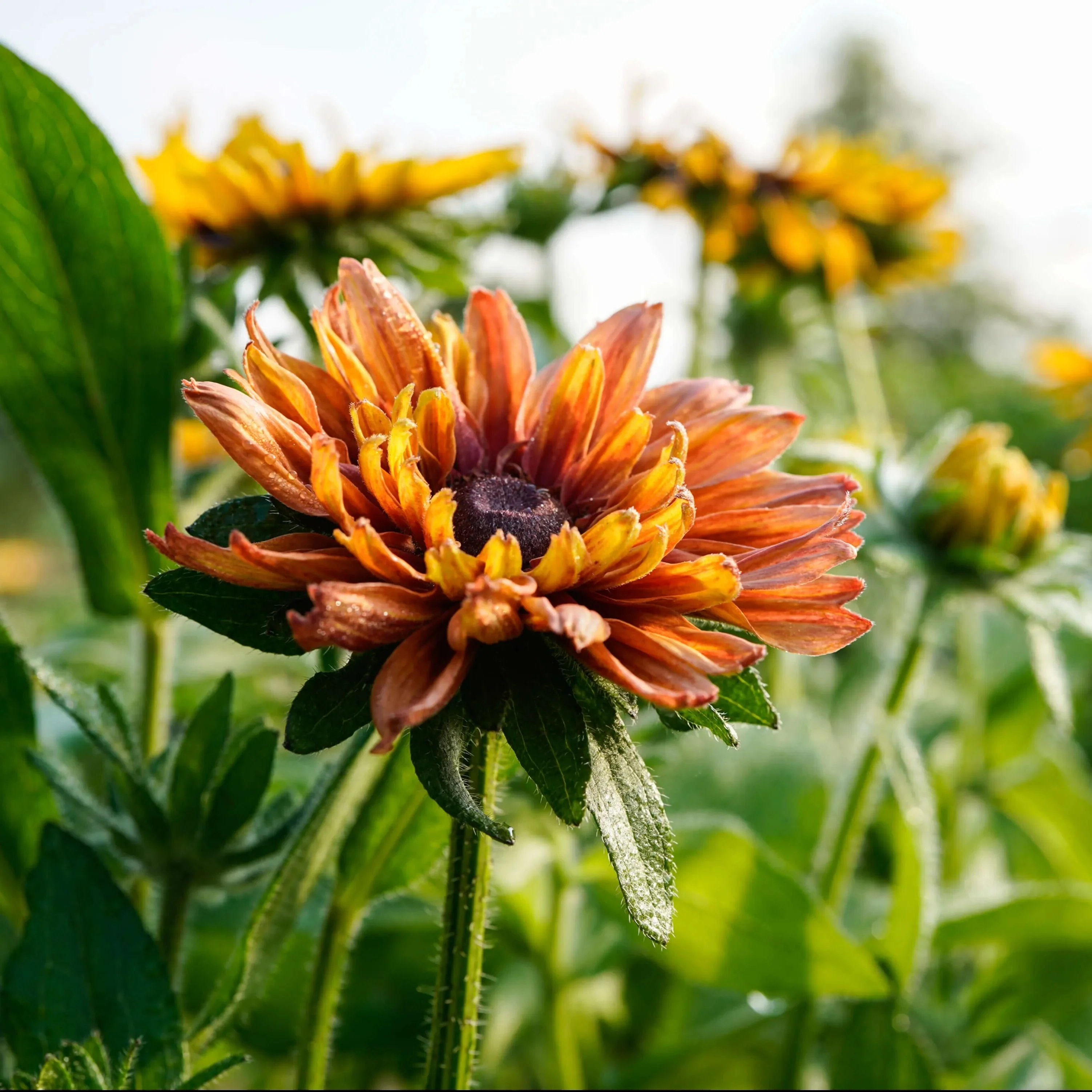Sahara Black Eyed Susan