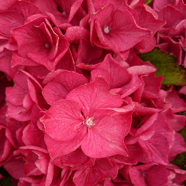 Saxon Arizona Hydrangea
