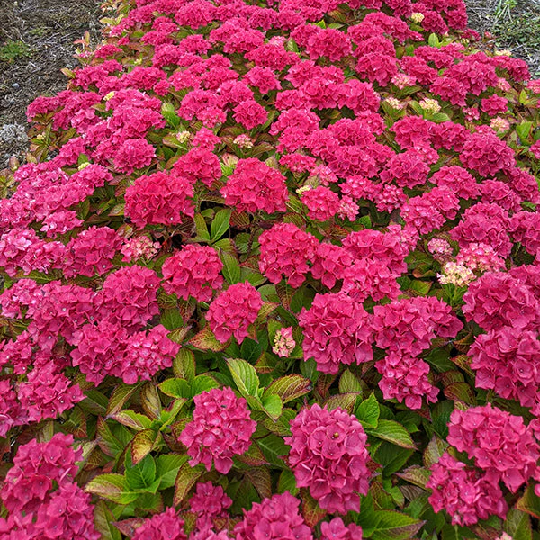 Saxon Arizona Hydrangea - Image 2
