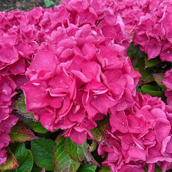 Saxon Arizona Hydrangea - Image 3