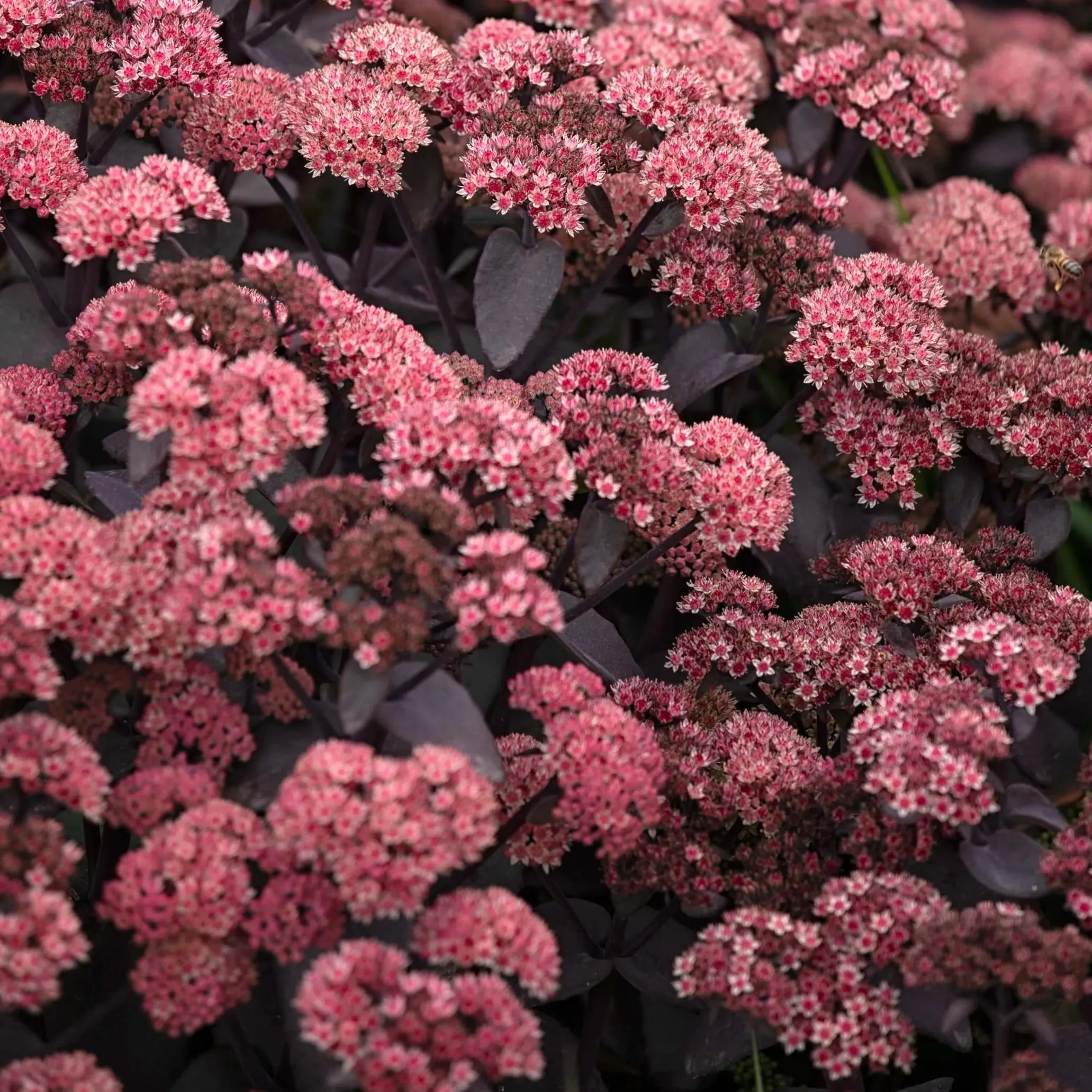 Sedum Collection - Image 2