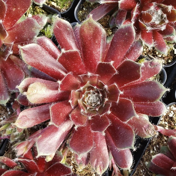 Holiday Succulent Collection - Image 3