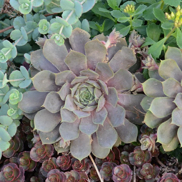 Pacific Blue Ice Hen & Chicks Succulent - Image 2