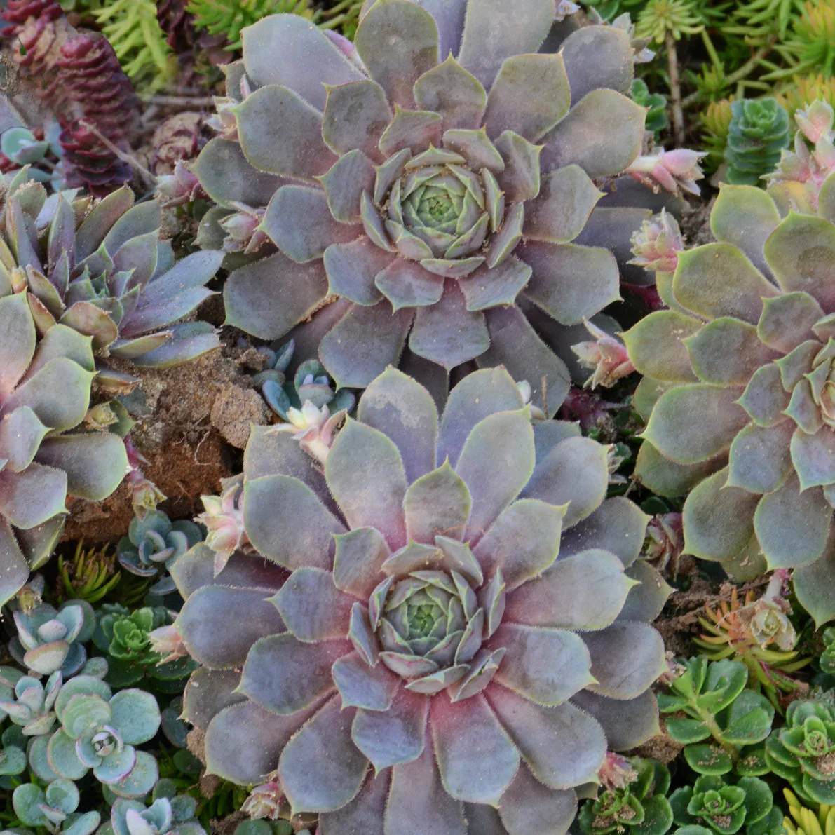 Holiday Succulent Collection - Image 2