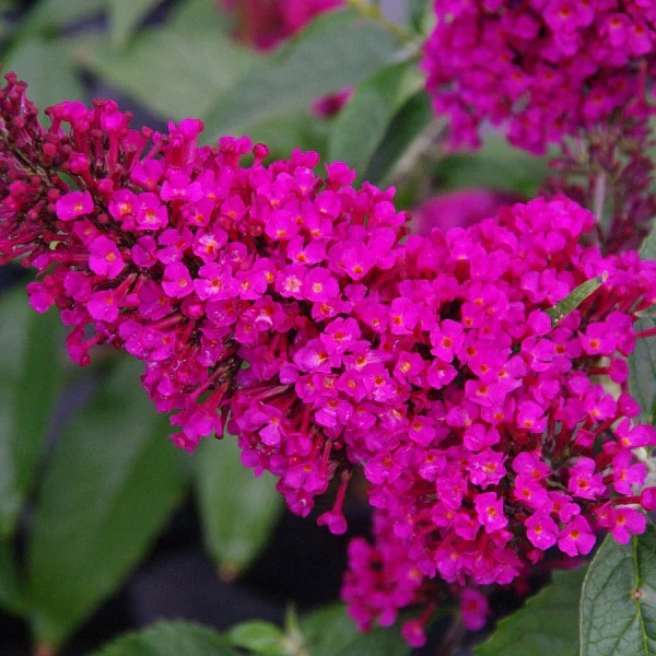 Hot Raspberry Buzz™ Butterfly Bush - Image 2