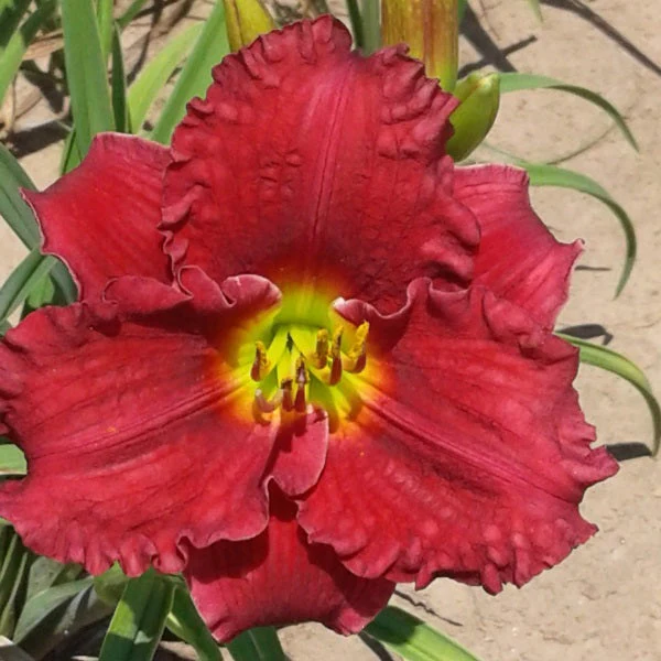 Shy Boy Daylily - Image 2