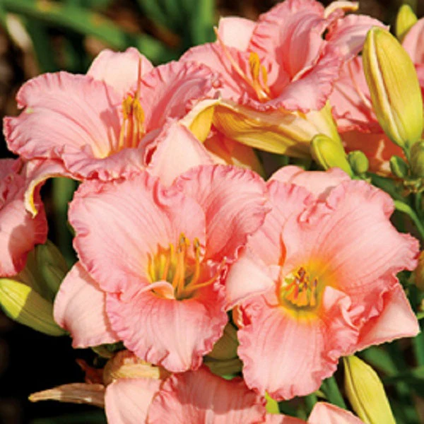 Shy Girl Daylily - Image 2