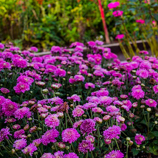 Small Wonder Chrysanthemum - Image 2
