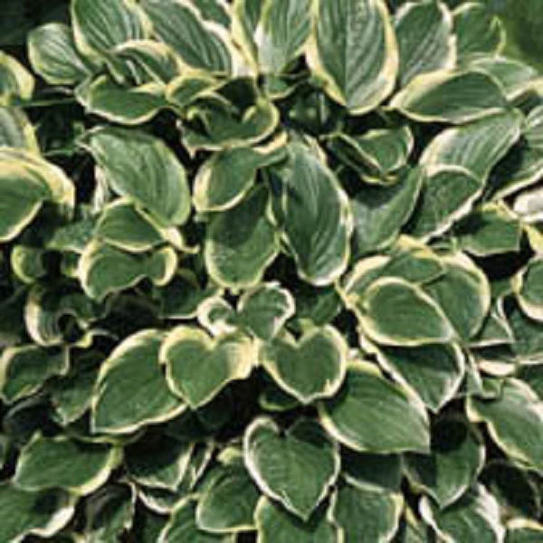 So Sweet Hosta - Image 2