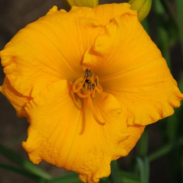 Solomon’s Gold Daylily