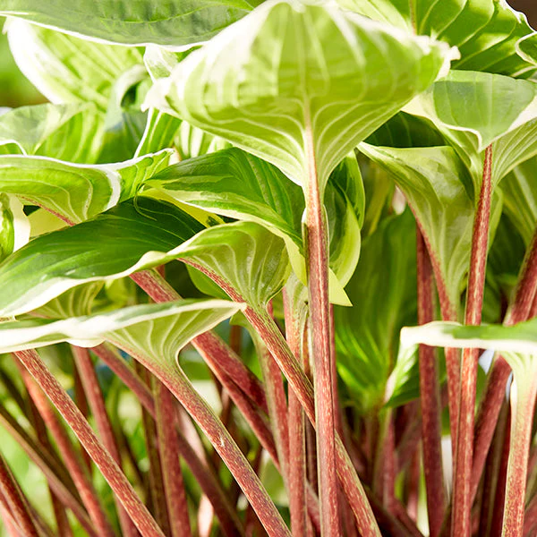 Sorbet Hosta - Image 3