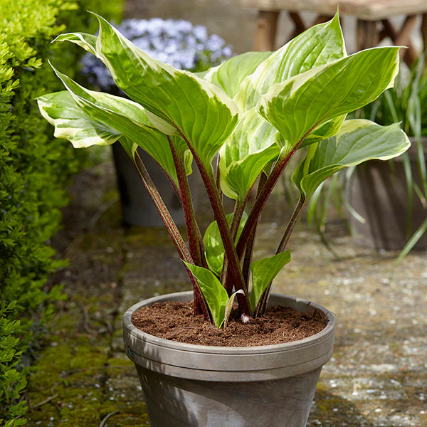 Sorbet Hosta - Image 2
