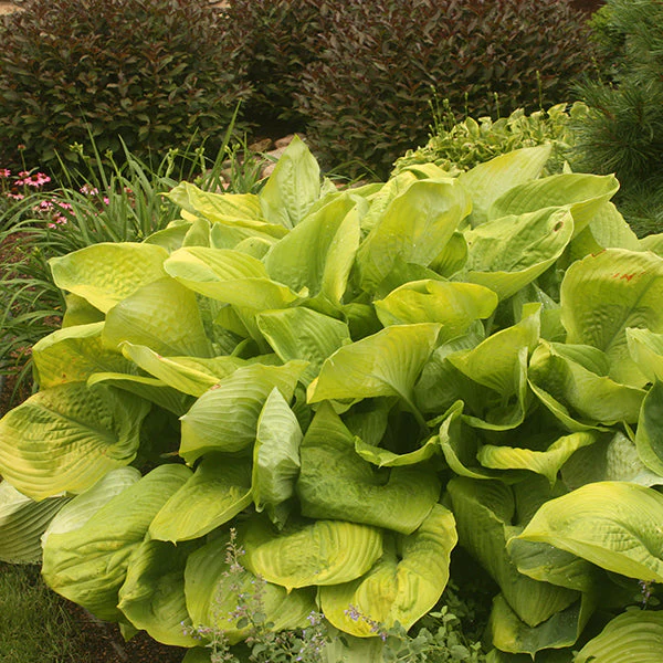 Sum and Substance Hosta - Image 3