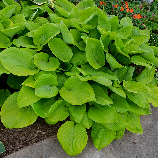 Sum and Substance Hosta - Image 2