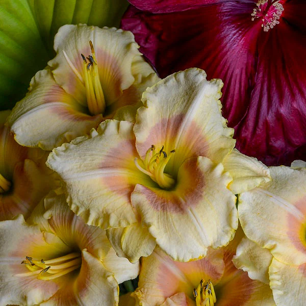 Summer Blush Daylily - Image 2